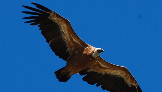 Griffon vulture